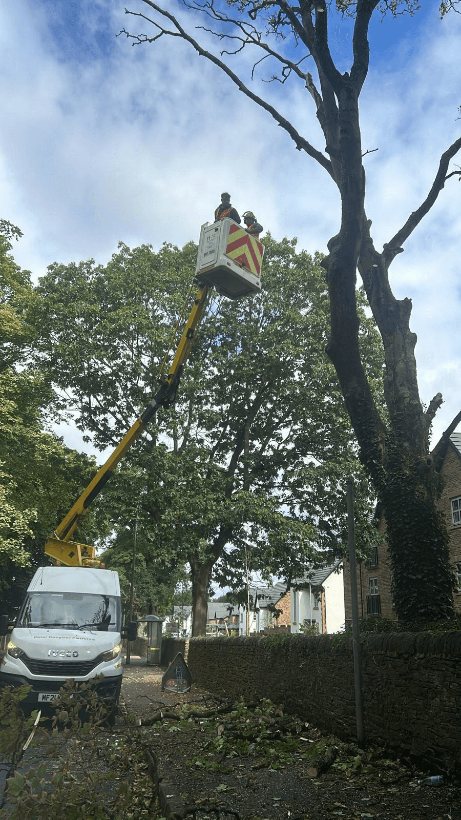 Tree Service Gallery Image 13