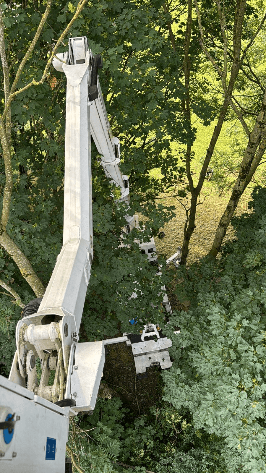 Tree Service Gallery Image 15