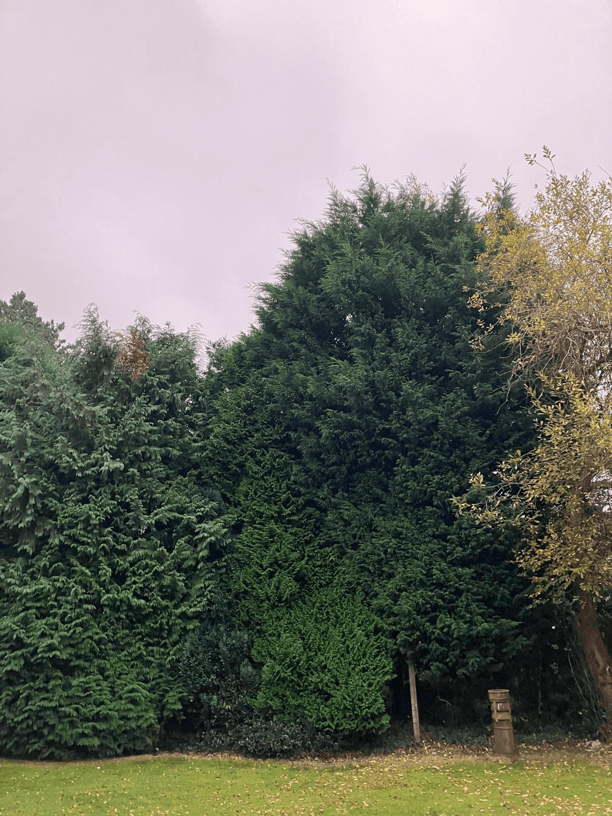 Tree Service Gallery Image 18