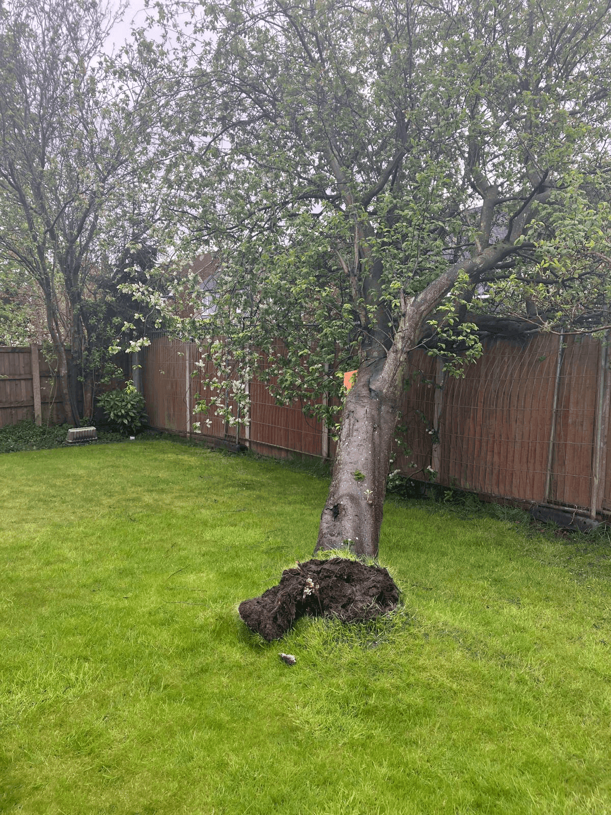 Tree Service Gallery Image 19