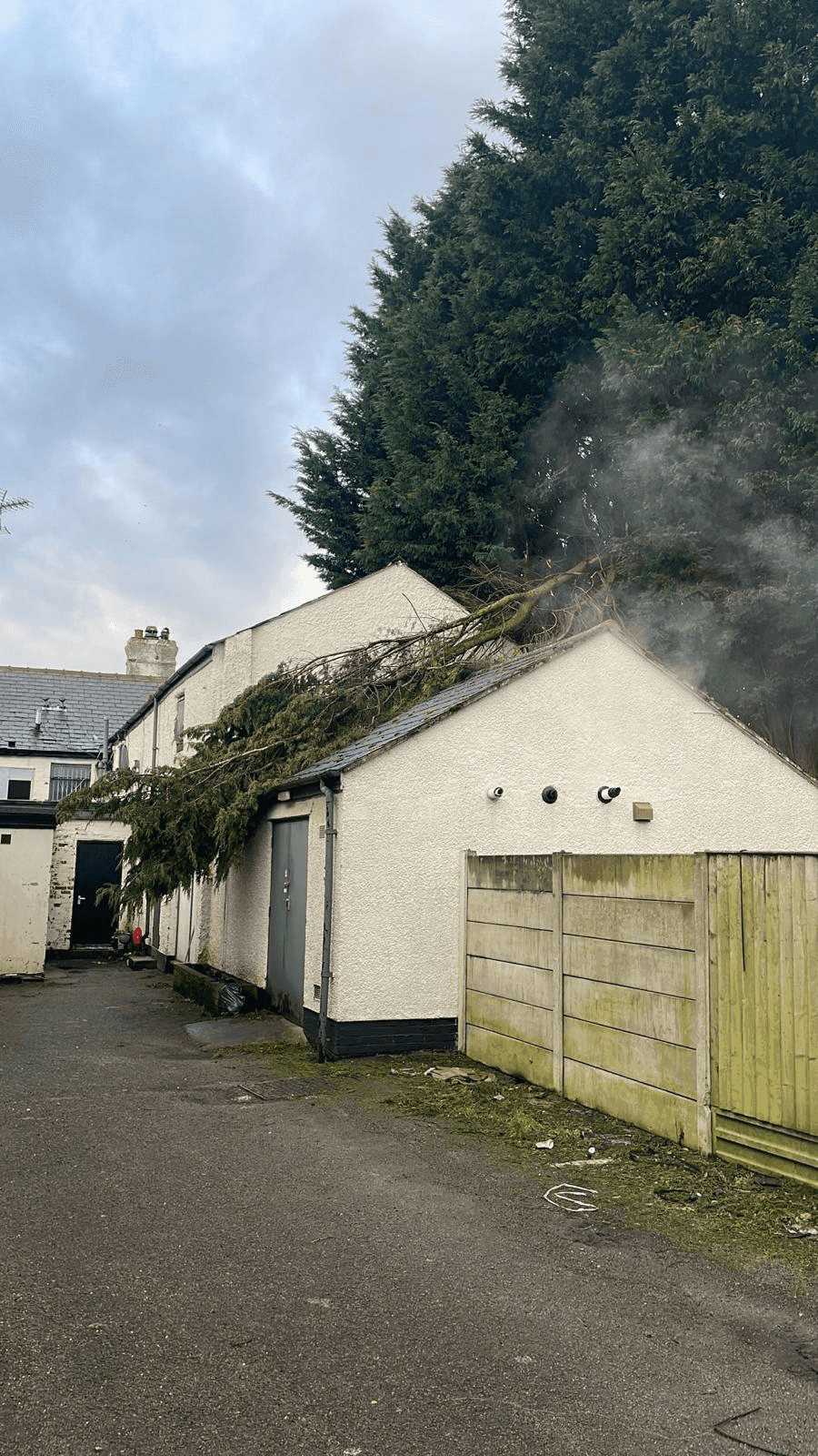 Tree Service Gallery Image 20