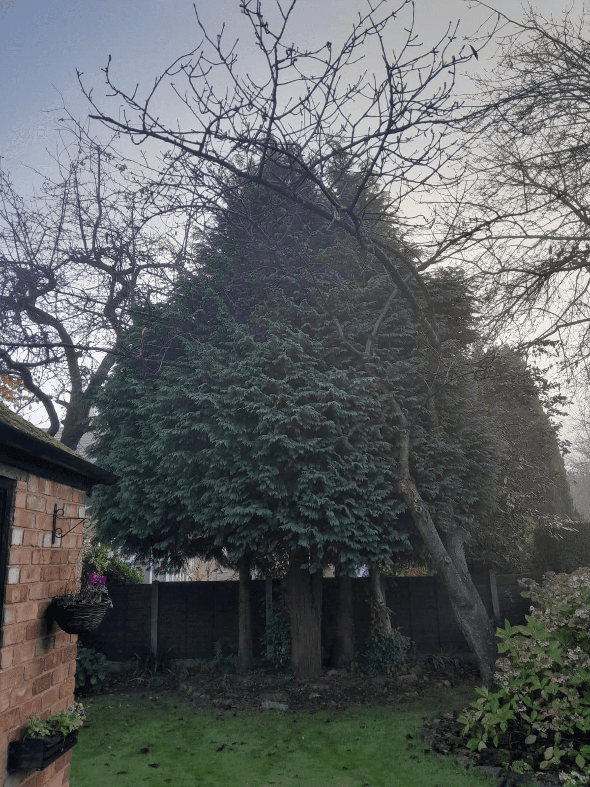 Tree Service Gallery Image 21