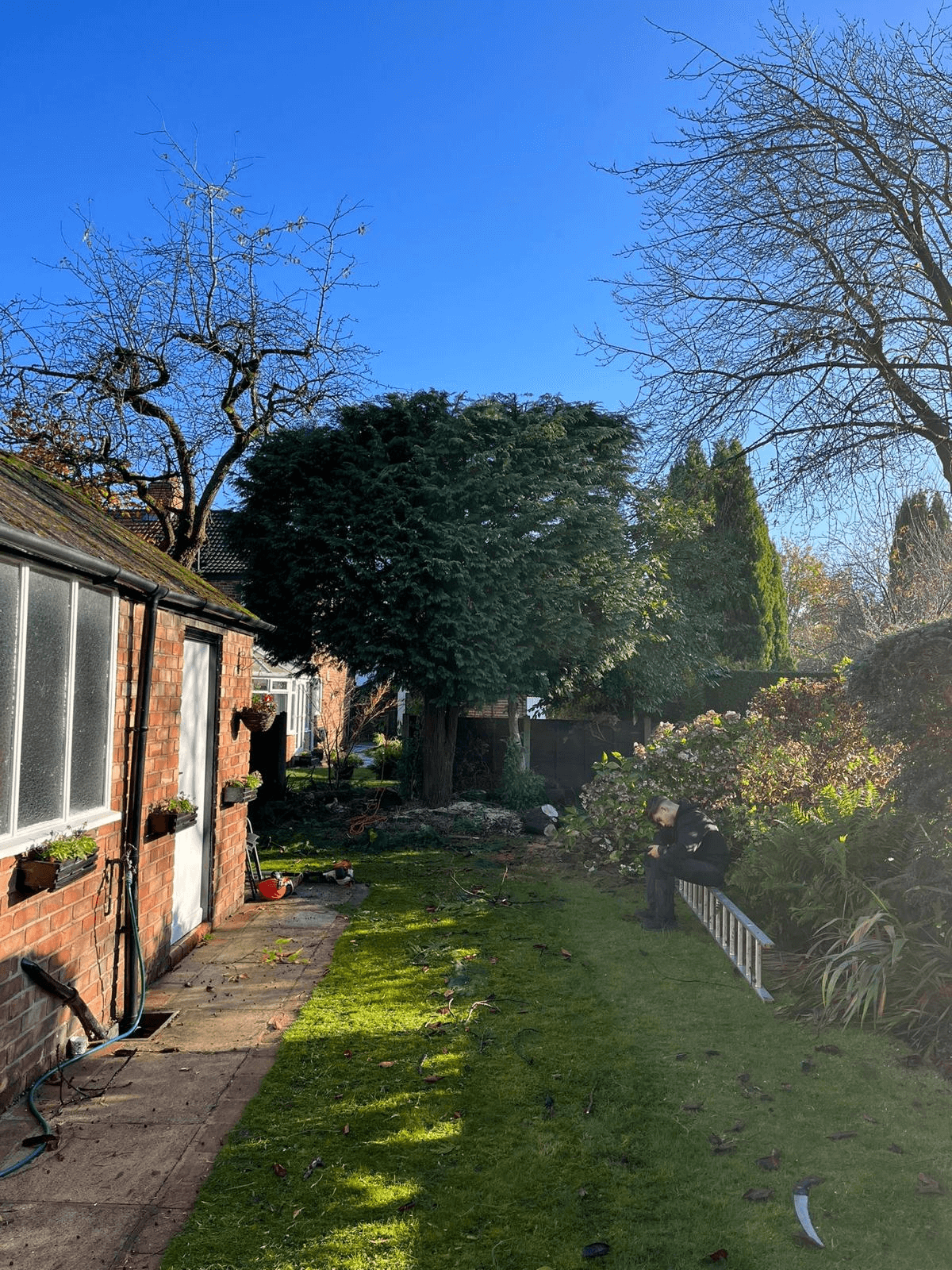 Tree Service Gallery Image 22