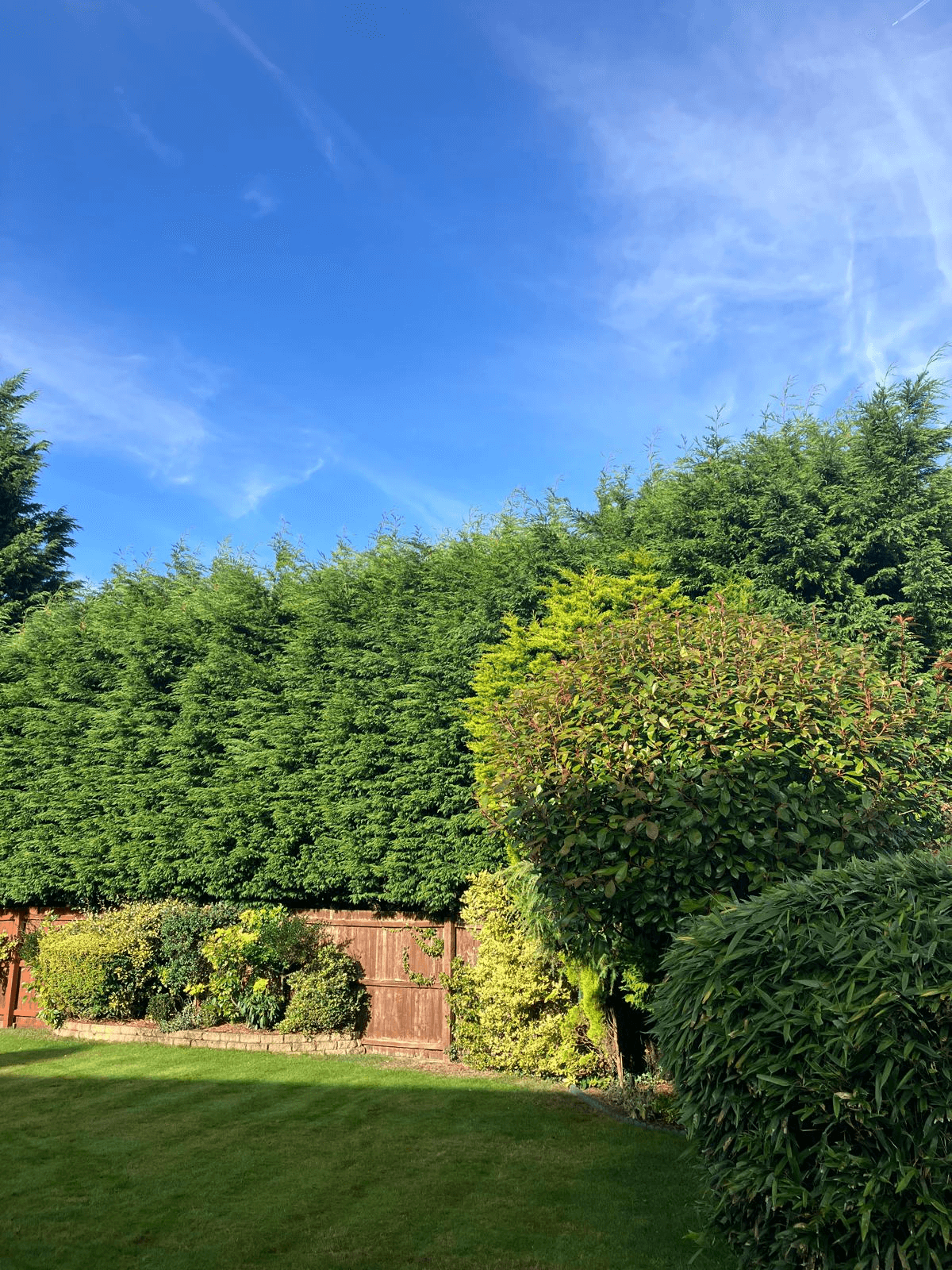 Tree Service Gallery Image 23