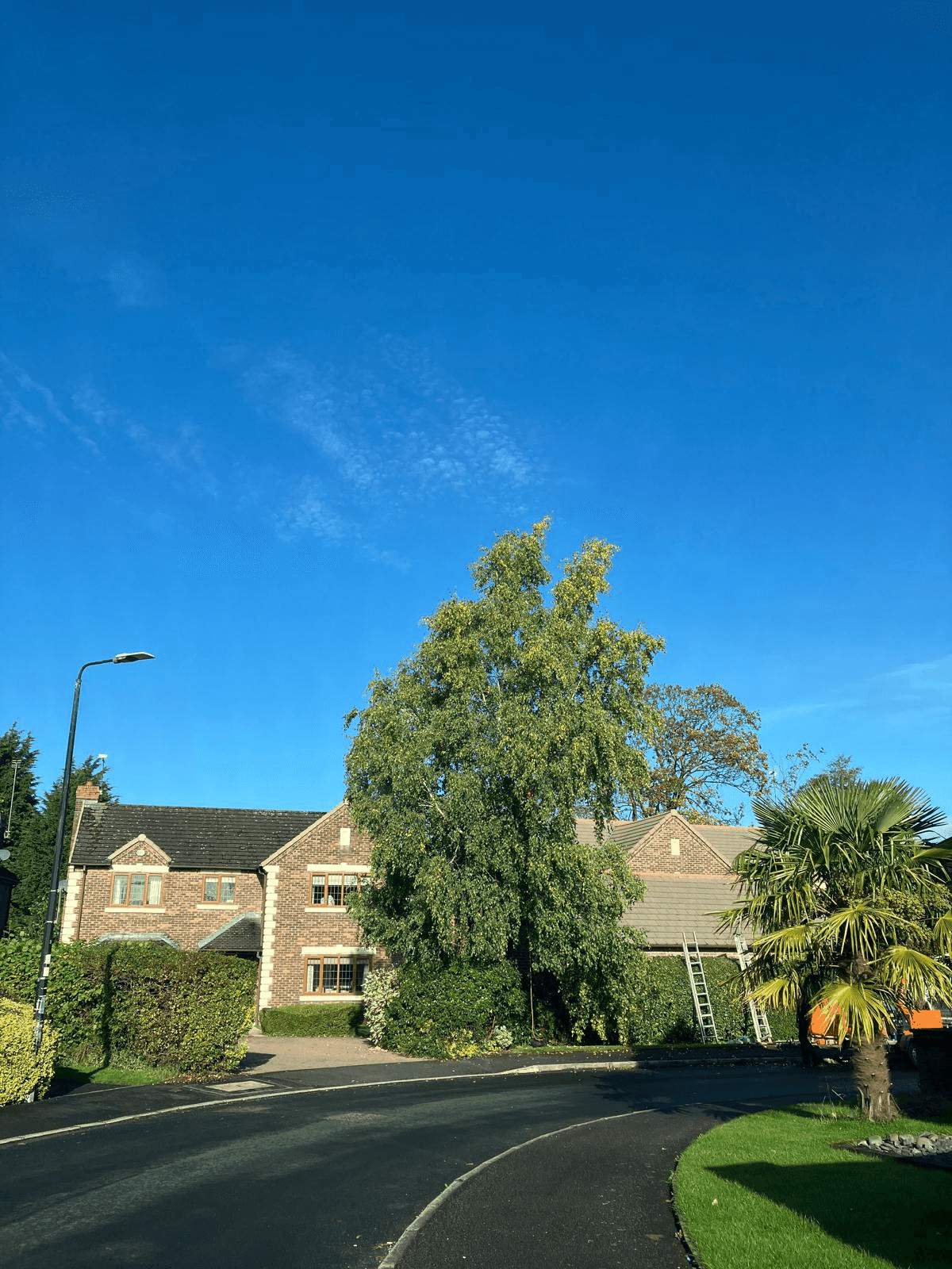 Tree Service Gallery Image 26