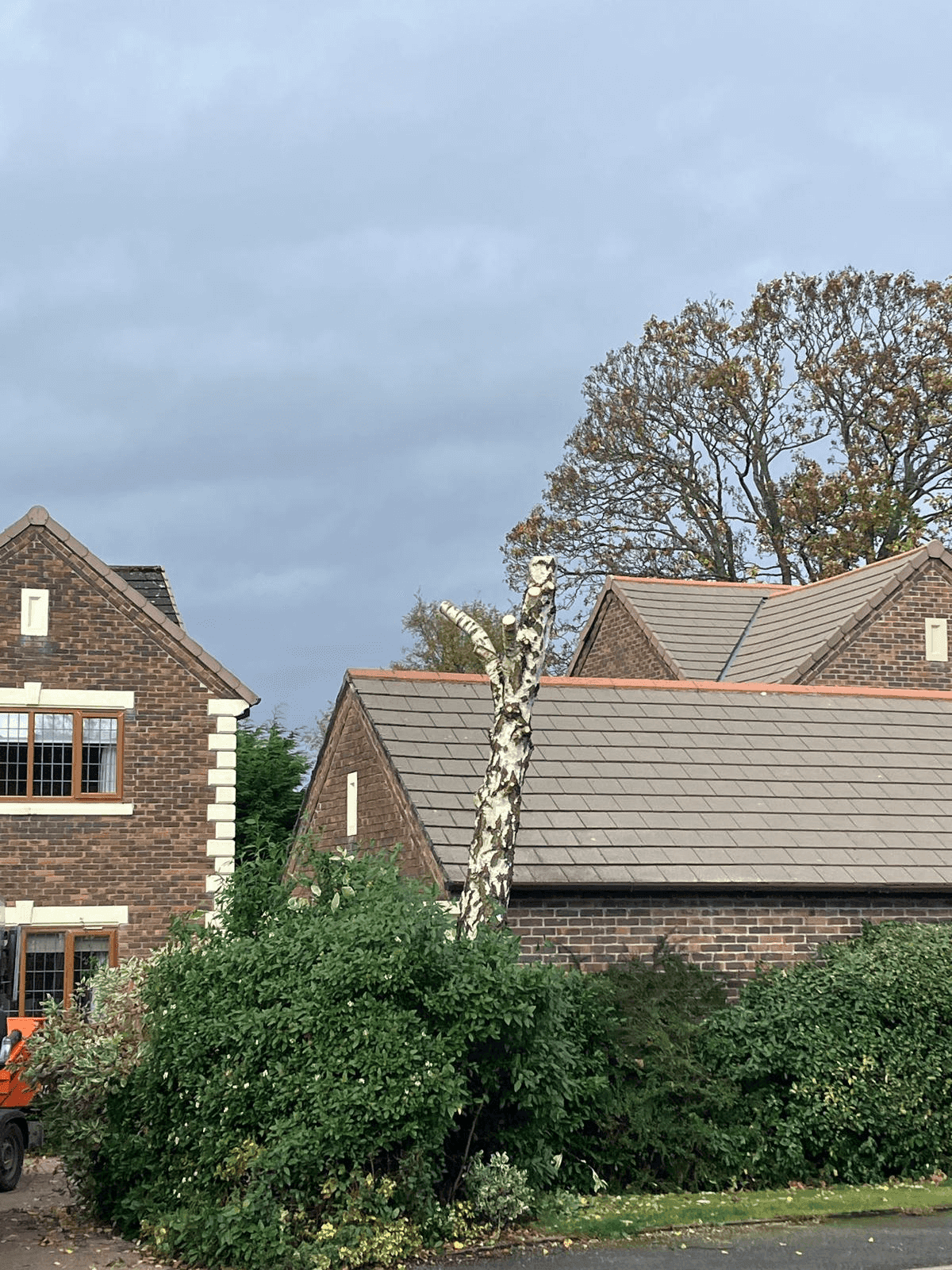 Tree Service Gallery Image 9