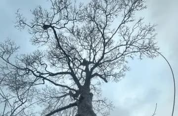 Crown Reduction Hazel Grove