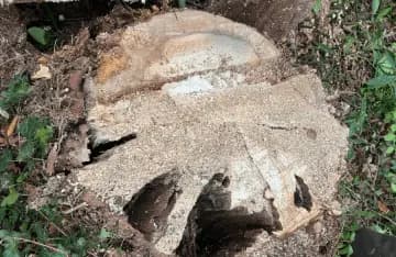 Stump Grinding Cheadle