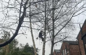 Tree Cutting Altrincham